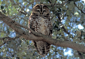 11-owl-solo-full Feds: Mexican owl recovery could cost $42M by 2022
