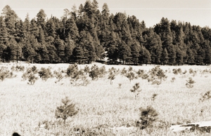 Ponderosa pine regeneration on the Coconino National Forest.