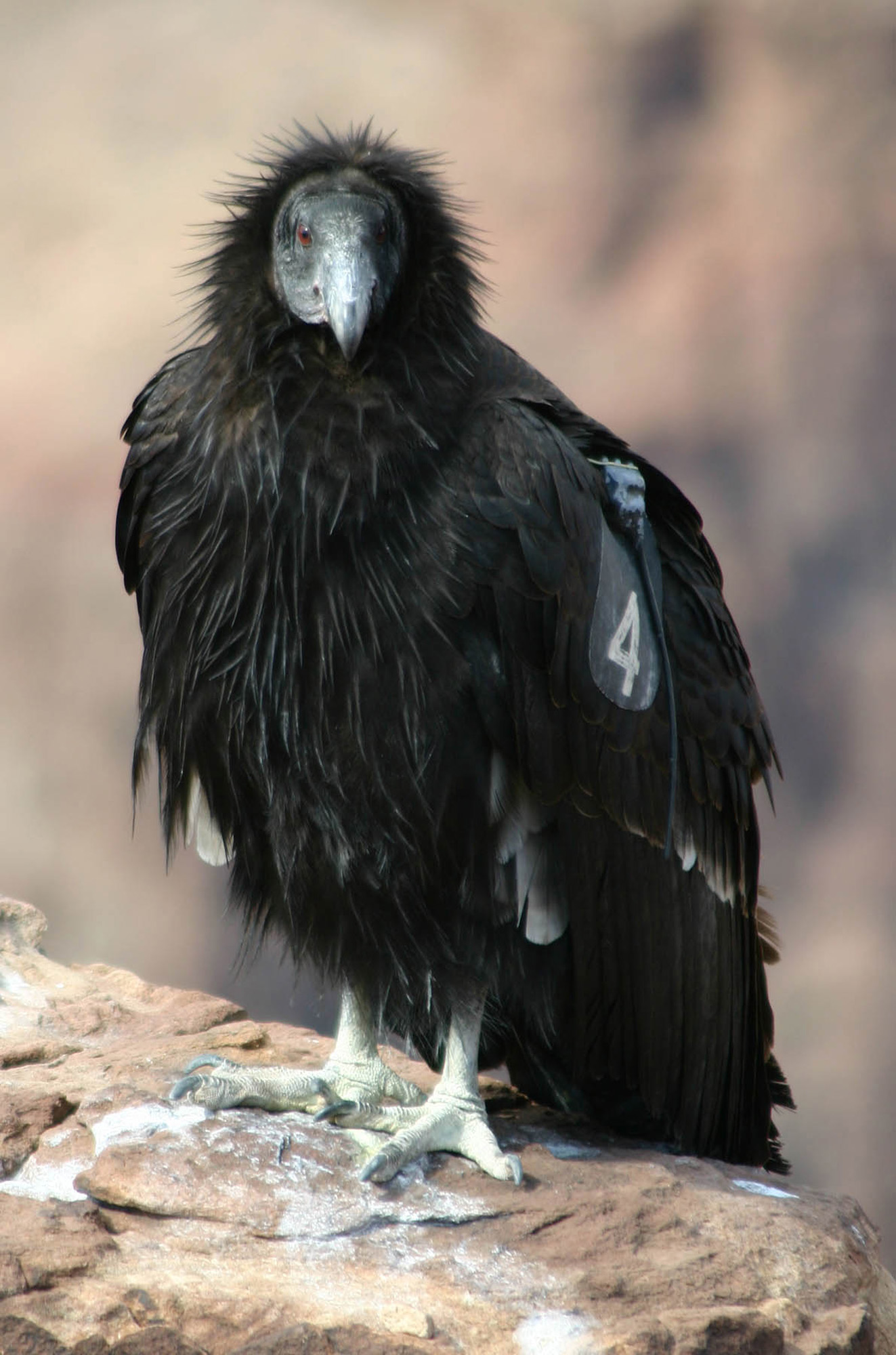 A California condor takes a break at the Grand Canyon. (National Park Service Photo)