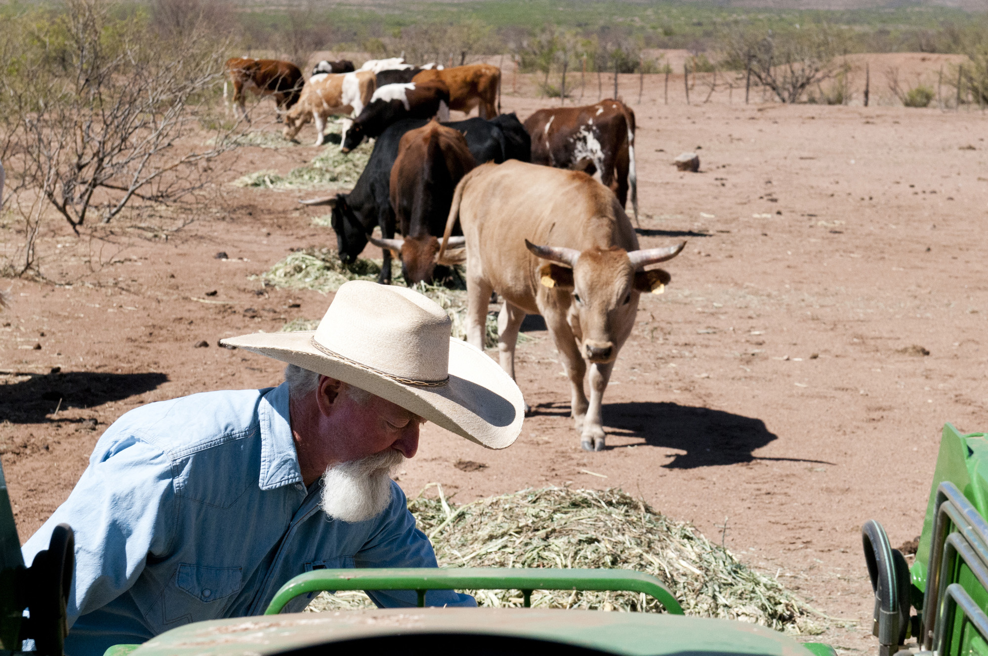 Dennis Moroney tends to his cows at his ranch outside of Bisbee, Ariz. Moroney must feed the cows every day, as well as the horses, sheep, chickens and other farm animals on the ranch. (Cronkite Borderlands Initiative photo by Molly J. Smith)