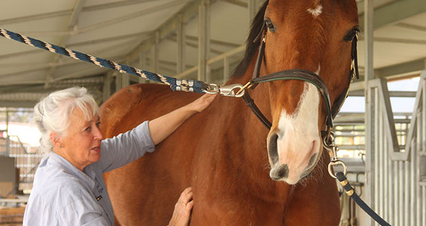 Celeste Kelly, a Tucson animal massager, works with Bend N’ Snap, or Bend, a 12-year-old jumping horse that sustained an injury a few years ago. (Cronkite News Service Photo by Moriah Costa)