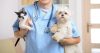 Male veterinarian in blue uniform holding cat and dog