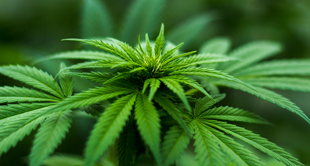 Bill to restrict marijuana advertising dies in Senate - Vimarsana News