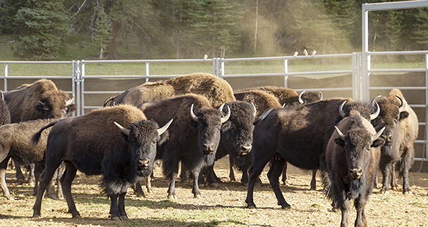 58 bison relocated from Grand Canyon National Park North Rim | Arizona ...