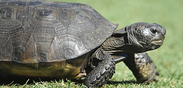 tortoises, U.S. Forest Service, Center for Biological Diversity, WildEarth Guardians, conservation