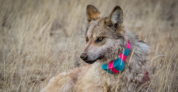 Mexican wolves, U.S. Fish and Wildlife Service, endangered wolves, Arizona-New Mexico, cross-fostering, U.S. District Court of Arizona, New Mexico, Texas, northern Mexico, Center for Biological Diversity, USDA, Arizona Game & Fish Department, New Mexico Department of Game & Fish