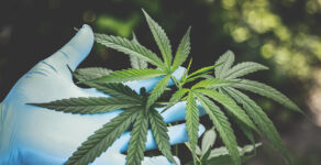 marijuana, expungement, Maricopa County