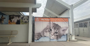 pet adoptions, Arizona Humane Society, Maricopa County Animal Care & Control