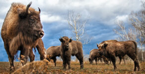 bison, gored, Yellowstone National Park