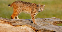 bobcat, Arizona Game and Fish