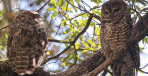 Mexican spotted owl, jaguars, lawsuit, Center for Biological Diversity, Arizona Mining Reform Coalition, mining exploration projects