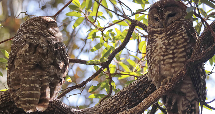 Mexican spotted owl, jaguars, lawsuit, Center for Biological Diversity, Arizona Mining Reform Coalition, mining exploration projects