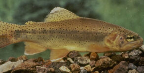 Apache trout, U.S. Fish and Wildlife Service