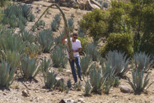 tequila, drought, water, agave, California, Arizona