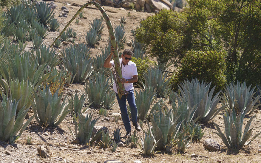 tequila, drought, water, agave, California, Arizona