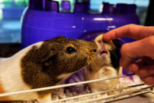 reptiles, guinea pigs, Humane Society of Southern Arizona