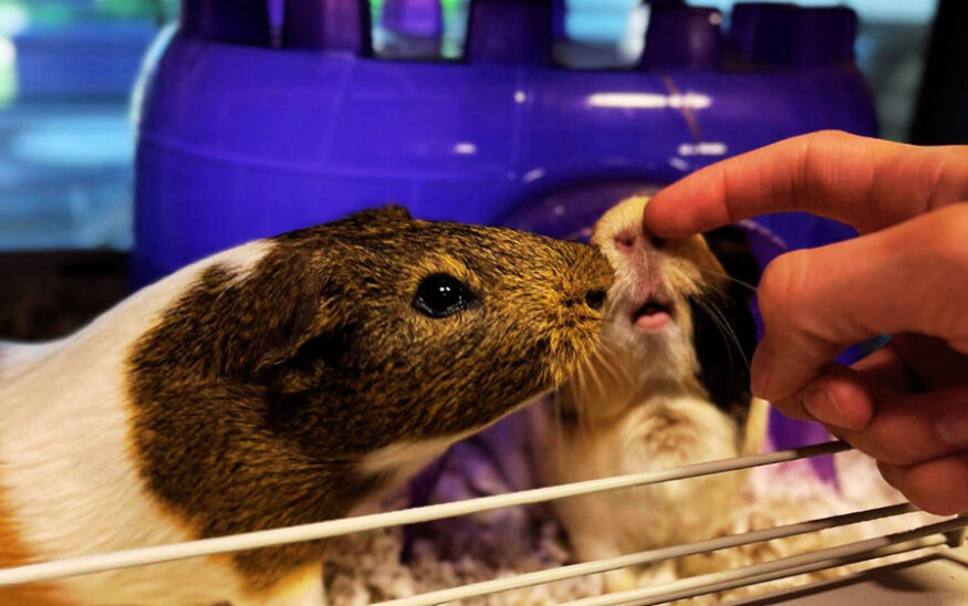 reptiles, guinea pigs, Humane Society of Southern Arizona