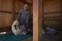 Navajo, sheep, shearing, Navajo Nation