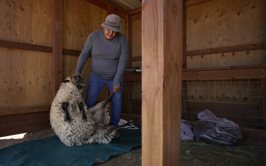 Navajo, sheep, shearing, Navajo Nation