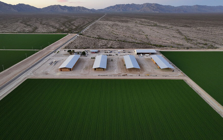 alfalfa, water, drought, farming