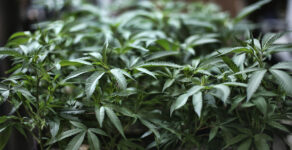 In this Aug. 15, 2019 file photo, marijuana grows at an indoor cannabis farm in Gardena, Calif.