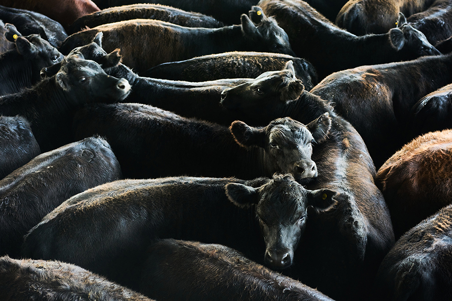Ranchers warn against government interference in beef market