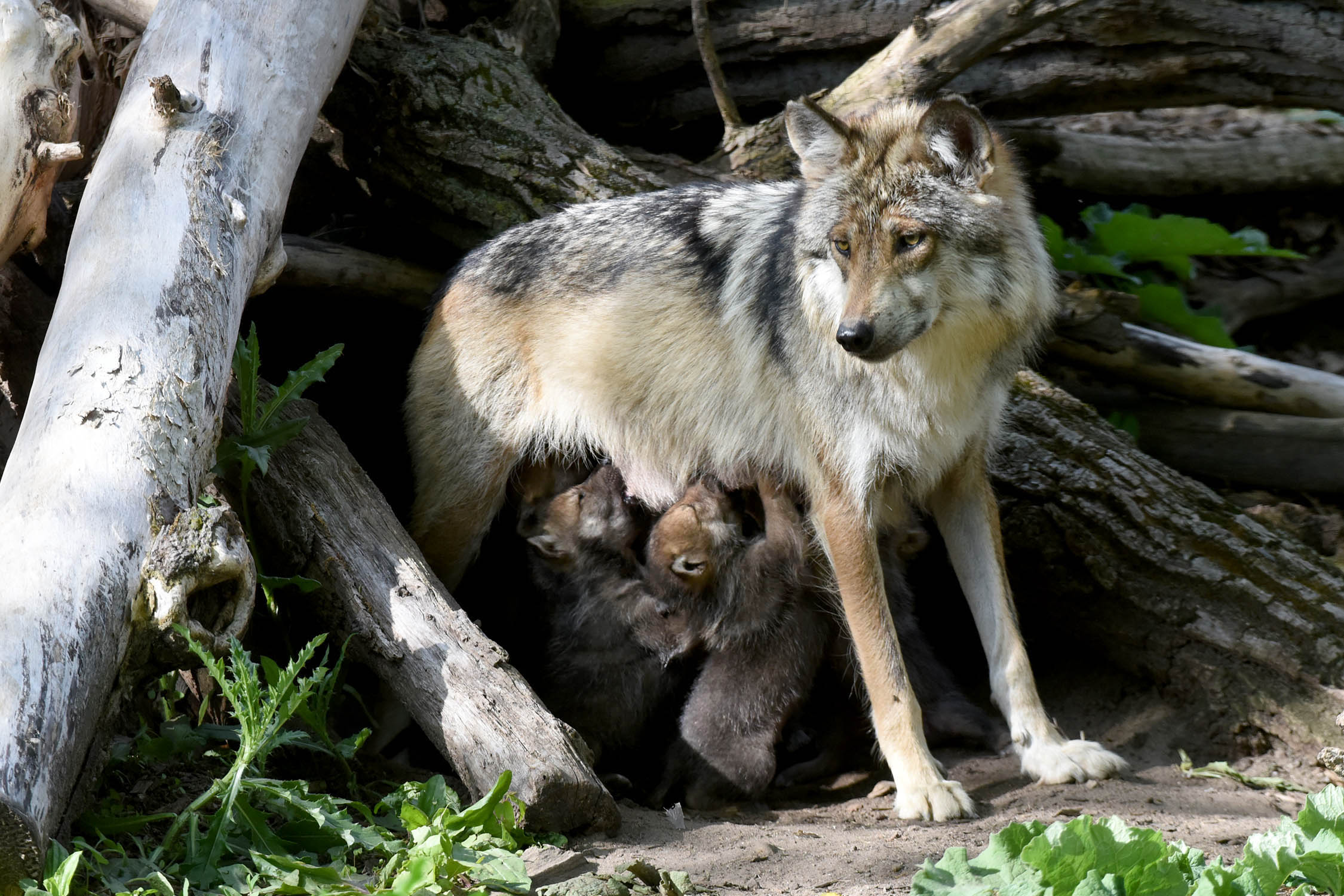 Image for We are facing an unprovoked attack on Mexican wolves